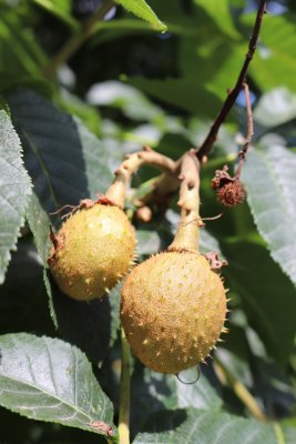 Aesculus × carnea 'Briotii' - jírovec pleťový 'Briotii' - plody (38)